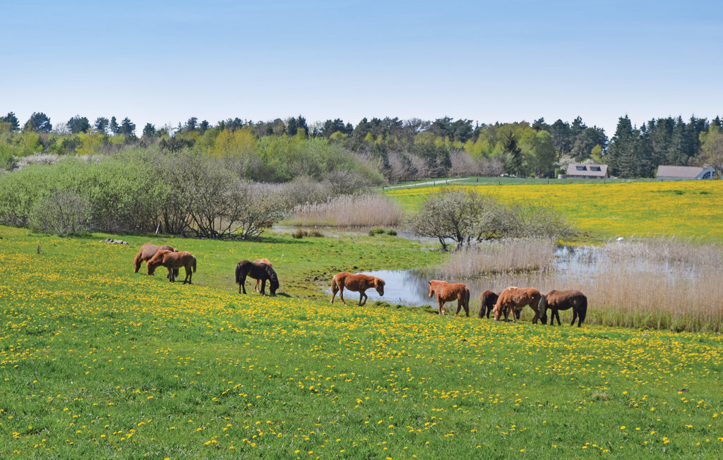Ferienhaus - Rørvig , Dänemark - E17650 31