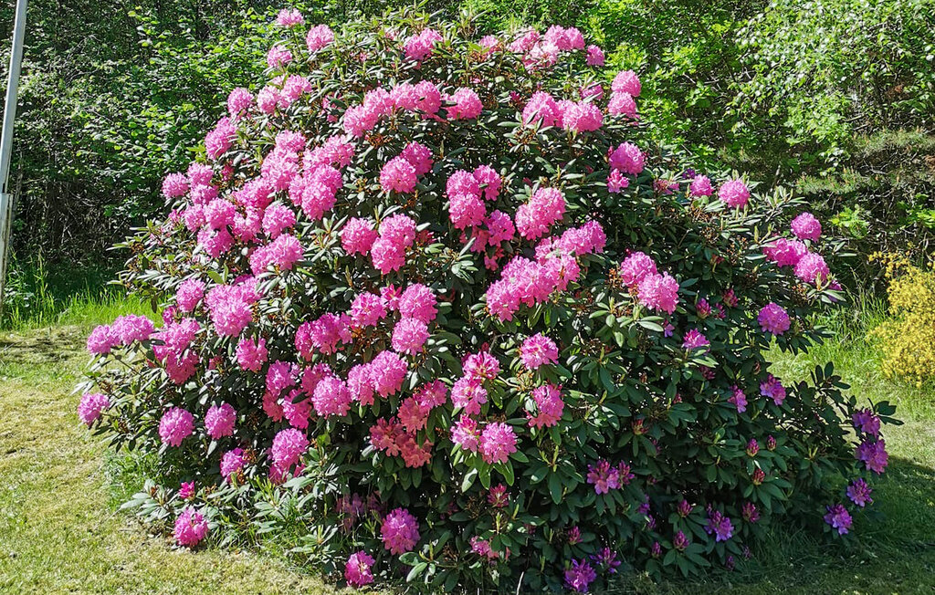 Feriehuse - Ordrup Strand , Danmark - E19394 14