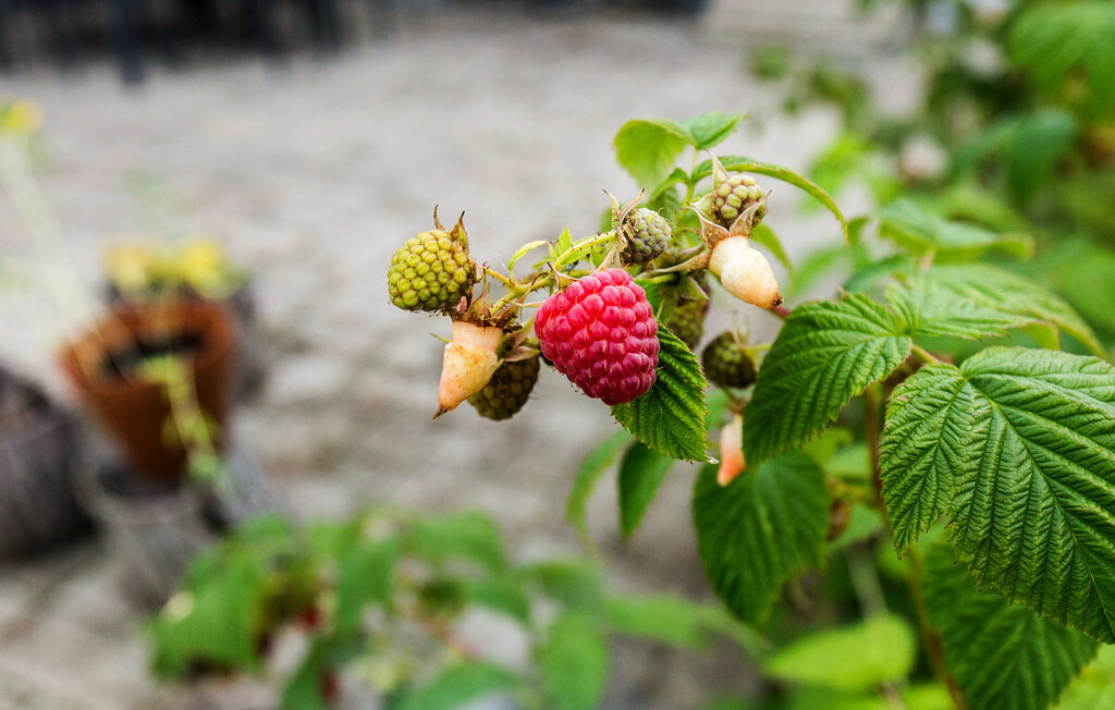 Feriehuse - Hyllingeriis , Danmark - E50247 13