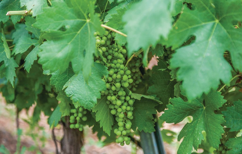 Feriehuse - Constantina, Sevilla , Spanien - EAC222 7