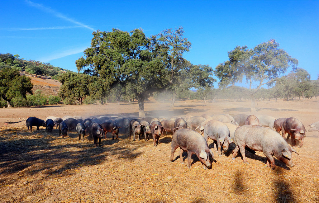 Ferienhaus - Adamuz , Spanien - EAC499 43