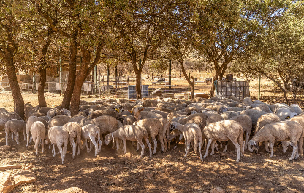 Ferienhaeuser - Atarfe - Granada , Spanien - EAI024 25