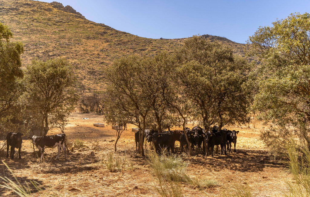 Ferienhaeuser - Atarfe - Granada , Spanien - EAI024 26