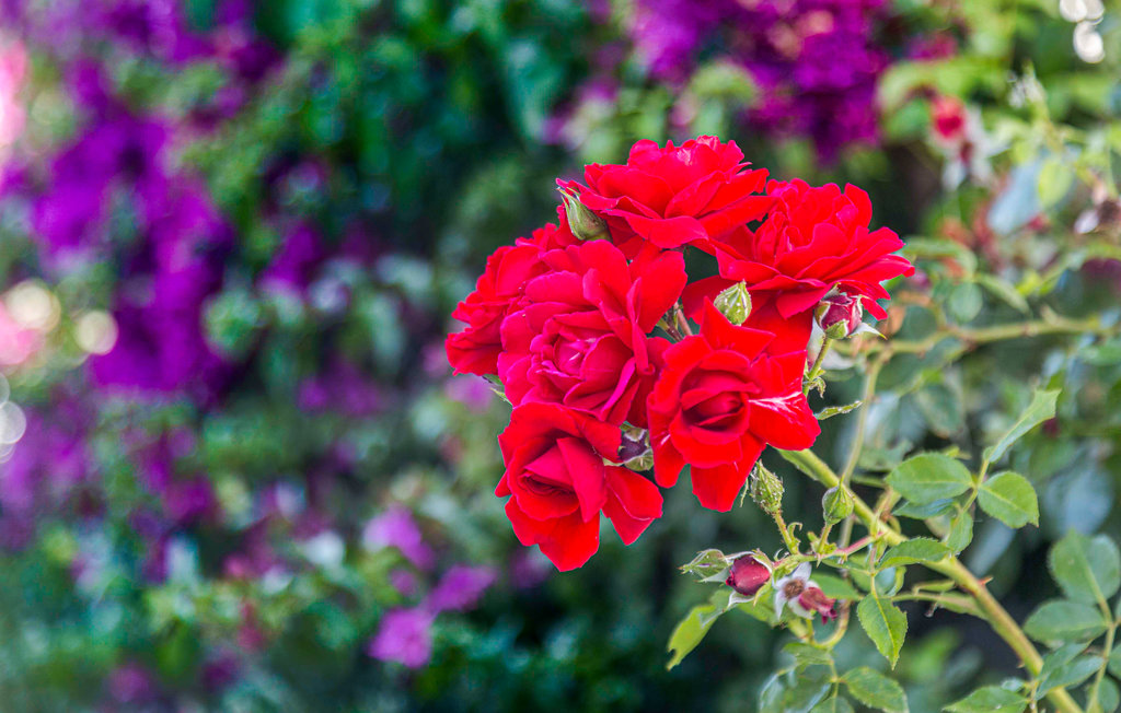 Feriehuse - Conil De La Frontera , Spanien - EAL077 15