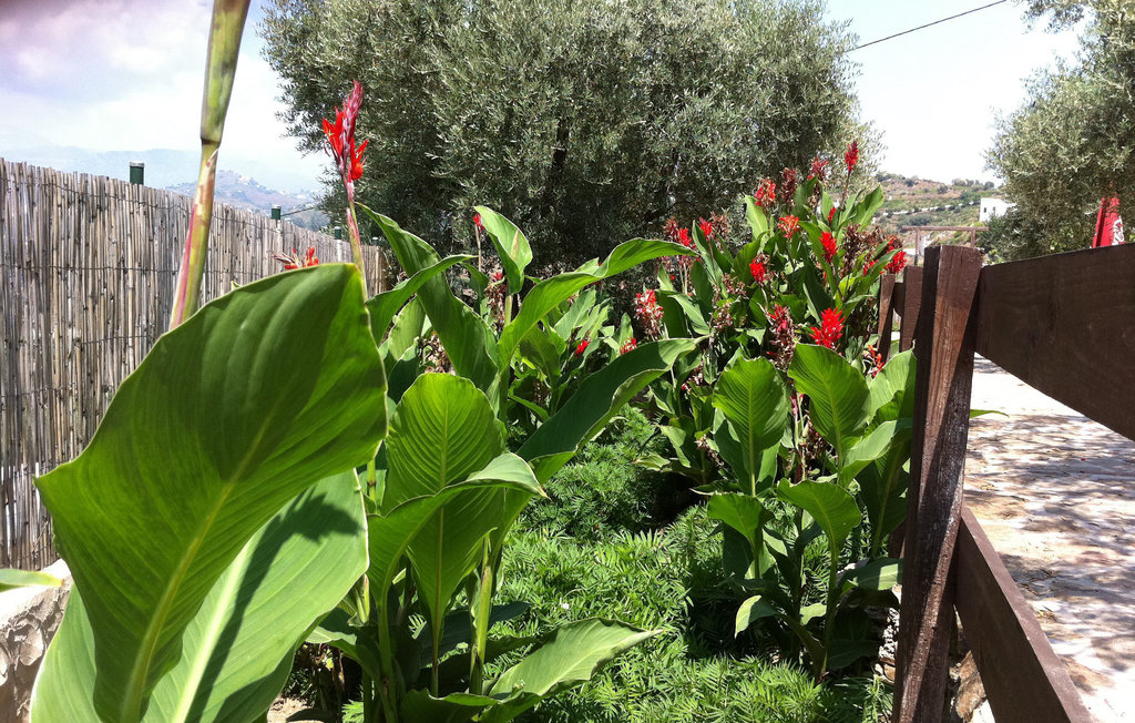 Feriehus - Sayalonga , Spania - EAN266 45