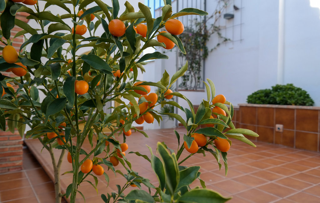 Lejlighed - Fuengirola , Spanien - EAN145 12