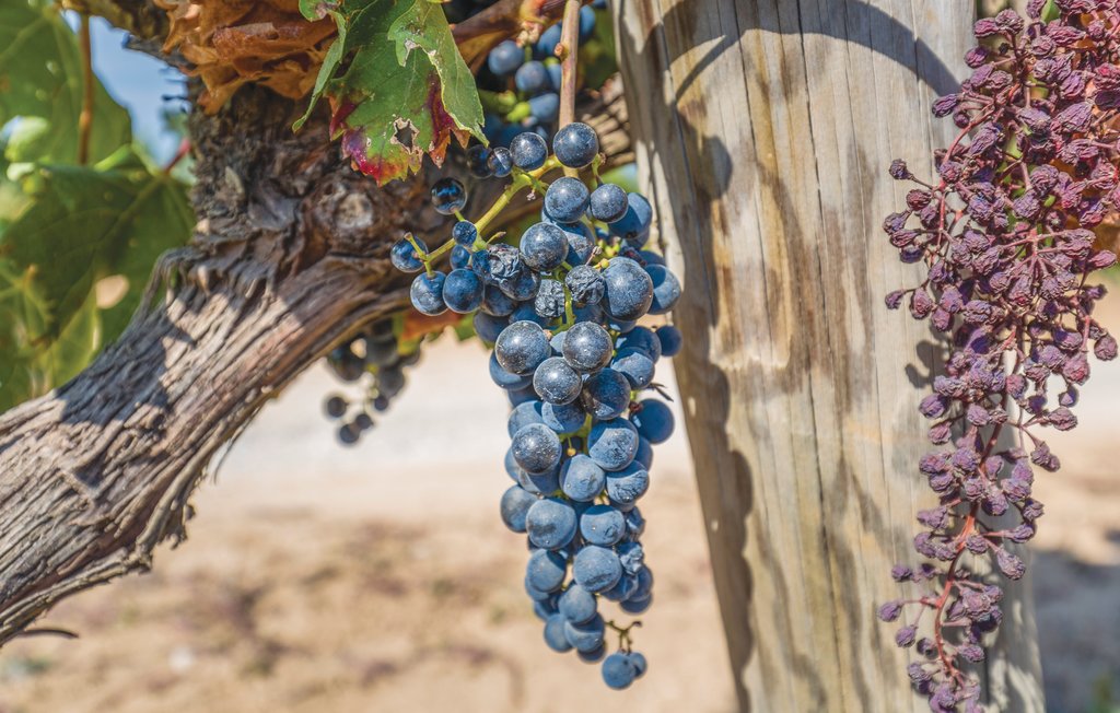 Ferienhaus - Capmany , Spanien - ECB186 5