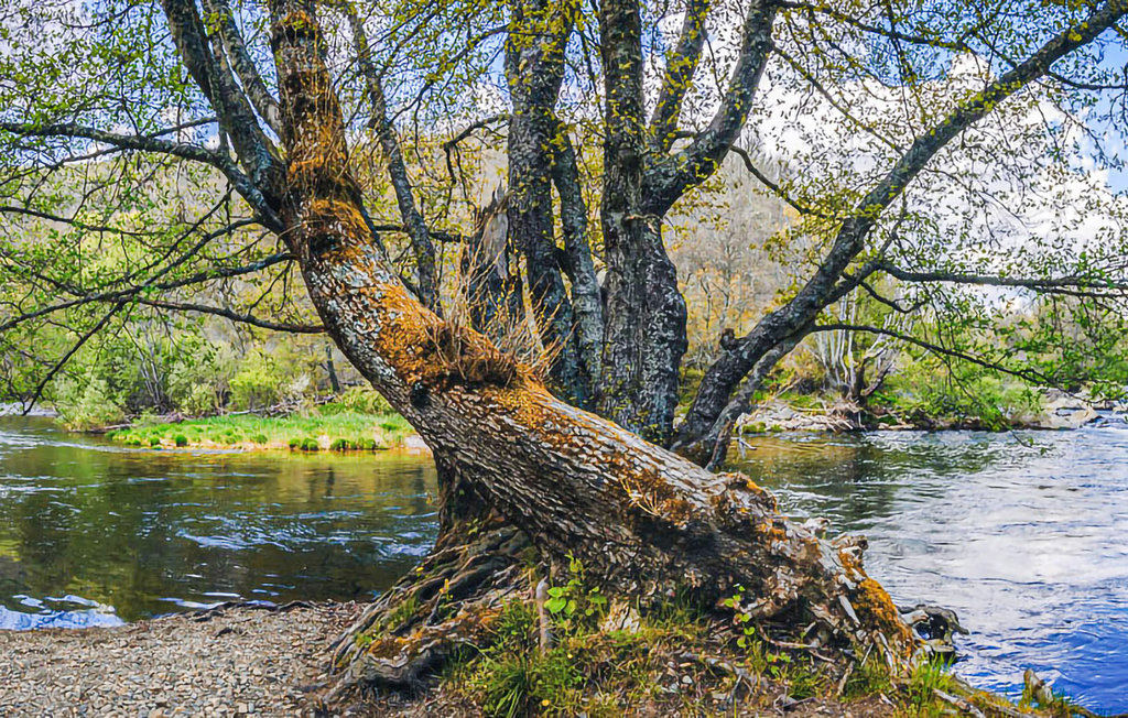 Lejlighed - Riello , Spanien - ELL003 20