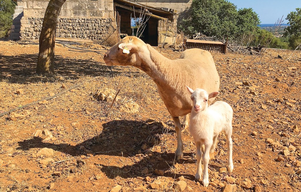 Semesterhus - Son Carrio , Spanien - EMA137 17
