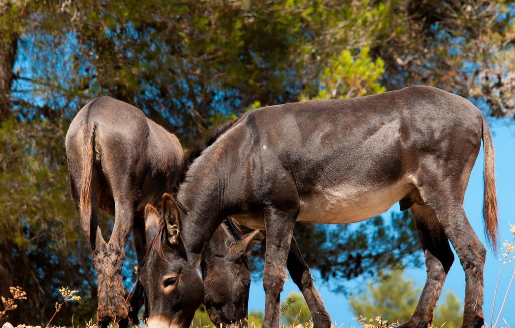 
Holiday rental - Los Palmitos, Arta , Spain - EMF084 50