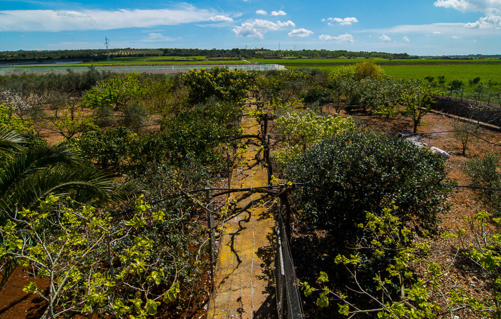 Ferienhaus - Campas, Ariany , Spanien - EMF174 7