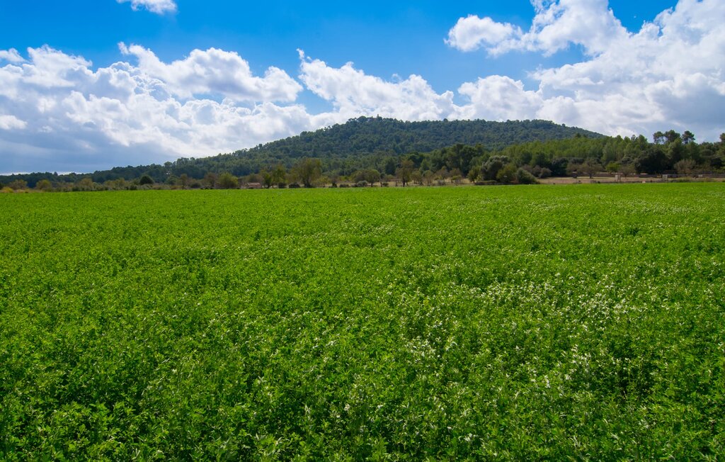 Ferienhaus - Palmeral, Petra , Spanien - EMF199 49