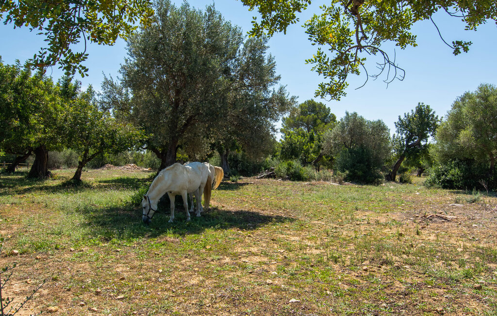 Feriehuse - Binibona, Selva , Spanien - EMF165 27