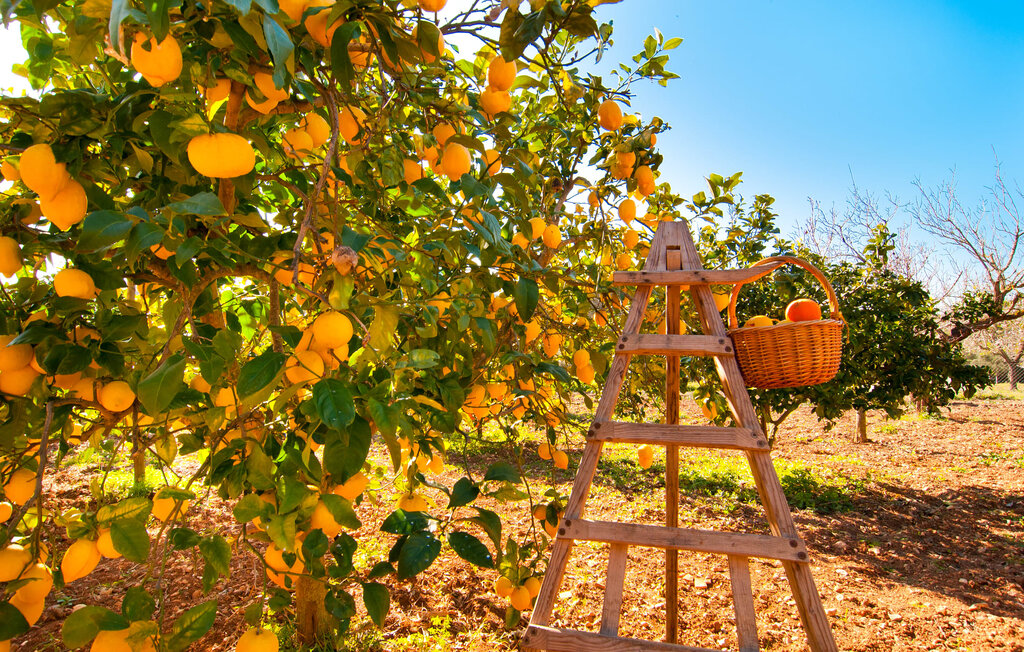 Feriehuse - Els Nou Cortons, Son Servera , Spanien - EMF479 48