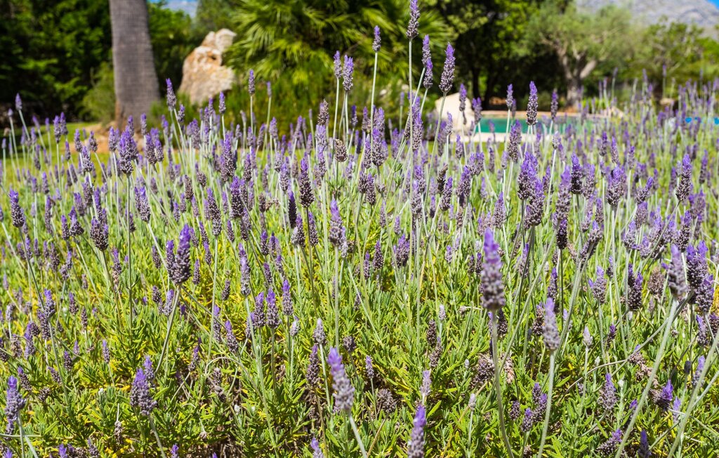 Feriehuse - Can Teulada, Pollenca , Spanien - EMF365 21