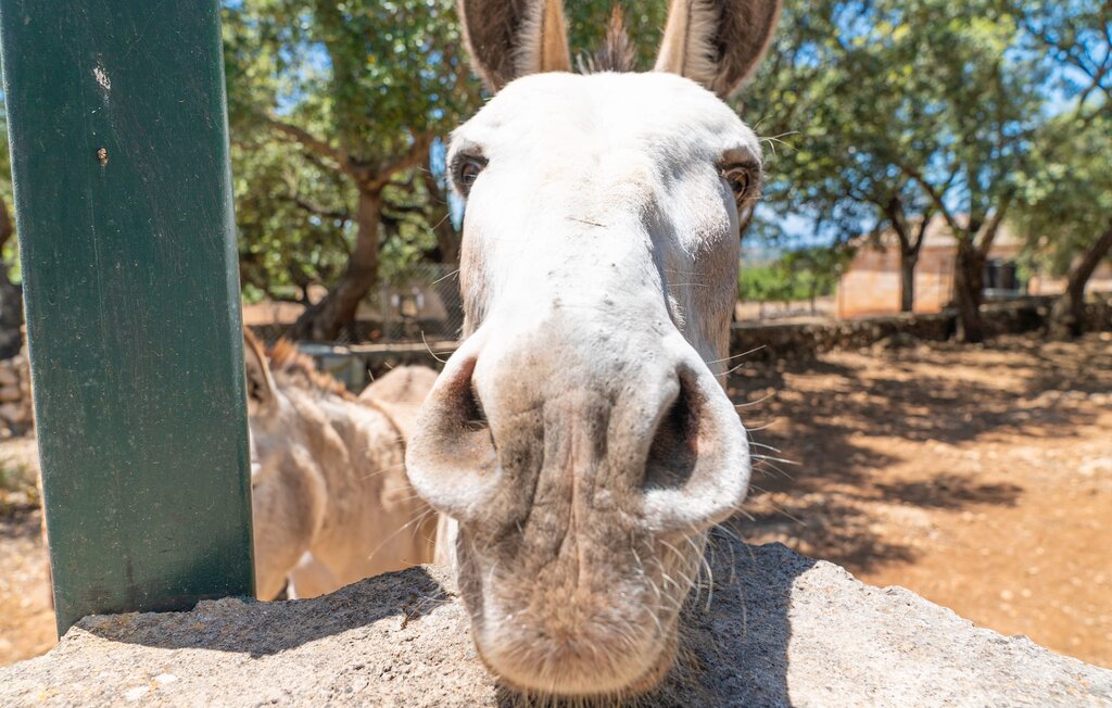 Feriehuse - Can Comes, Manacor , Spanien - EMF512 58