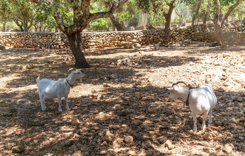 Feriehuse - Can Comes, Manacor , Spanien - EMF512 59