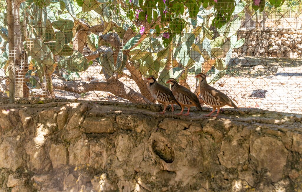 Feriehuse - Can Comes, Manacor , Spanien - EMF512 60