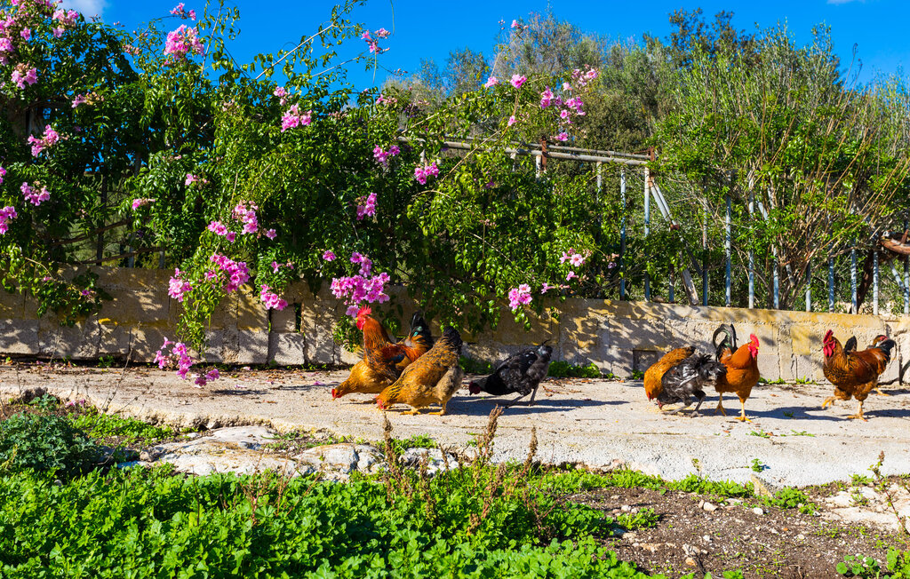 Ferieleilighet - Sa Cova Mallorca, Campos , Spania - EMF600 25