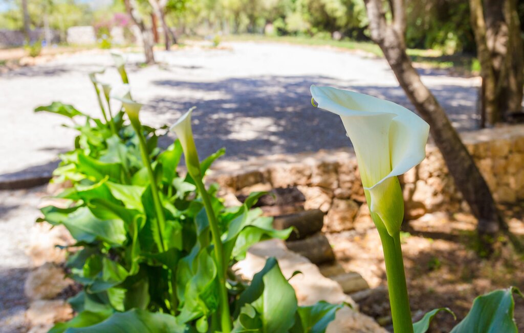 Feriehuse - Na Mikeleta, Capdepera , Spanien - EMF628 22