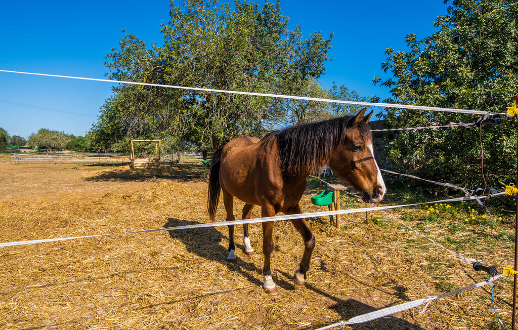 Feriehuse - Can Alba de Llucmajor, Llucmajor , Spanien - EMI131 35