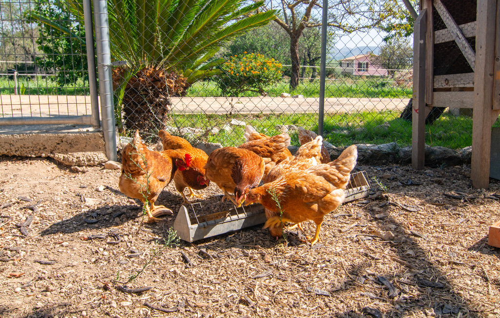 Feriehuse - Ca Na Conceda, Alcudia , Spanien - EMI169 33