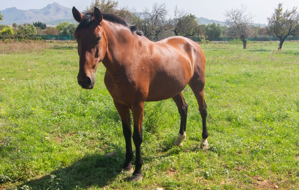 Feriehuse - Ca Na Conceda, Alcudia , Spanien - EMI169 35