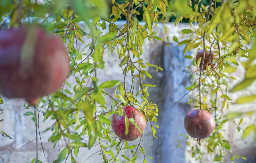 Ferienwohnung - Ca Na Marrona, Sa Pobla , Spanien - EMI374 5