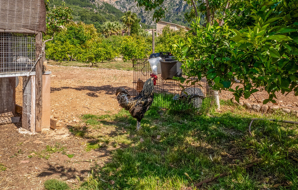 Domy wakacyjne - Sóller , Hiszpania - EMI597 25