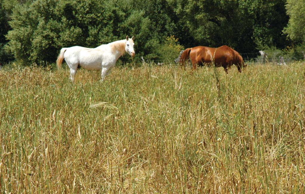 Ferienhaus - Ariany , Spanien - EML887 66