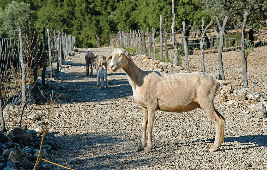 Feriehuse - Estellencs , Spanien - EML499 24