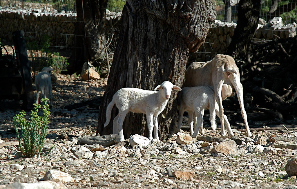 Feriehuse - Estellencs , Spanien - EML493 30