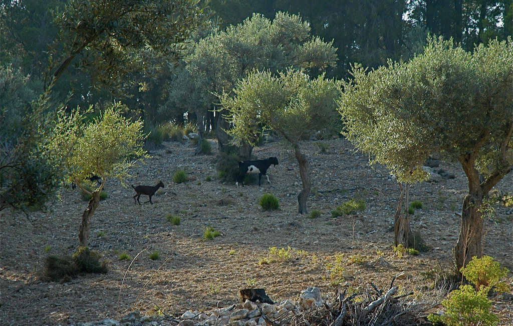 Feriehuse - Estellencs , Spanien - EML499 10