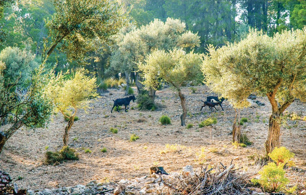 Ferienhaus - Estellencs , Spanien - EML501 9