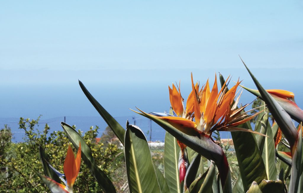 Feriehus - Icod de los Vinos-Tenerife , Spania - ETE426 14