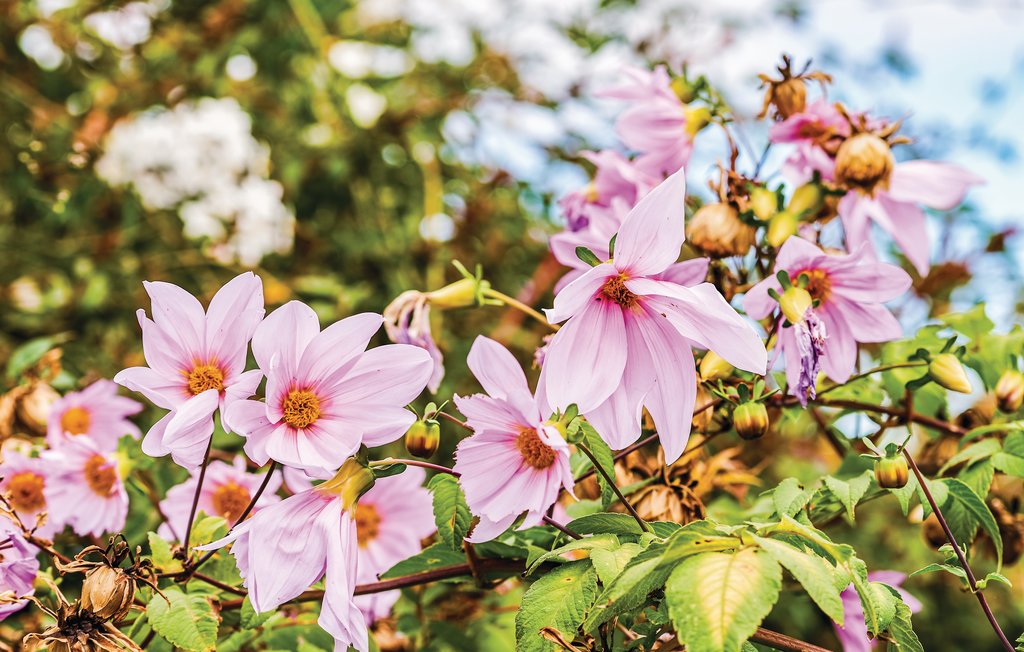 Feriehuse - Los Realejos/Tenerife , Spanien - ETE421 30