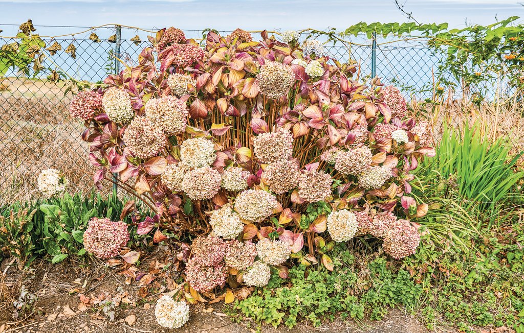 Feriehuse - Los Realejos/Tenerife , Spanien - ETE421 29