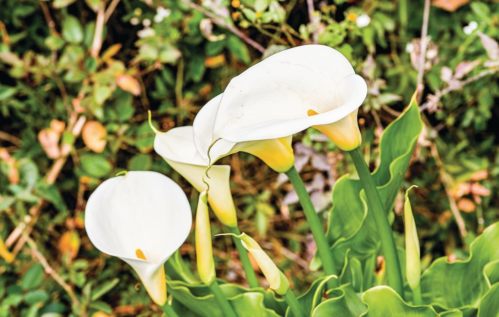 Feriehuse - Los Realejos/Tenerife , Spanien - ETE421 28