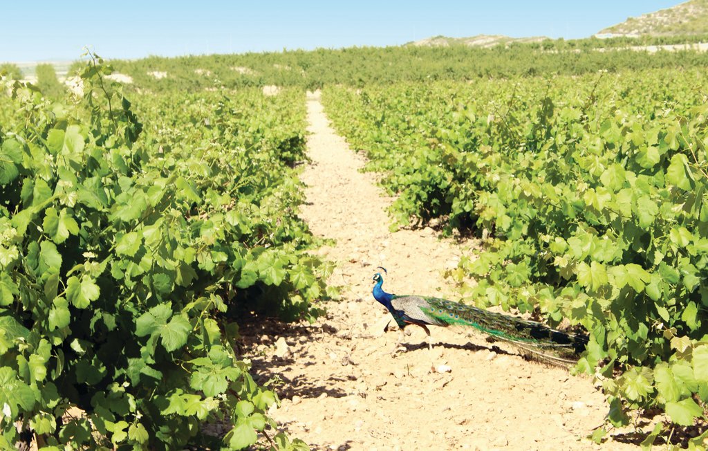 Feriehuse - Fuente-Álamo , Spanien - EXA001 9