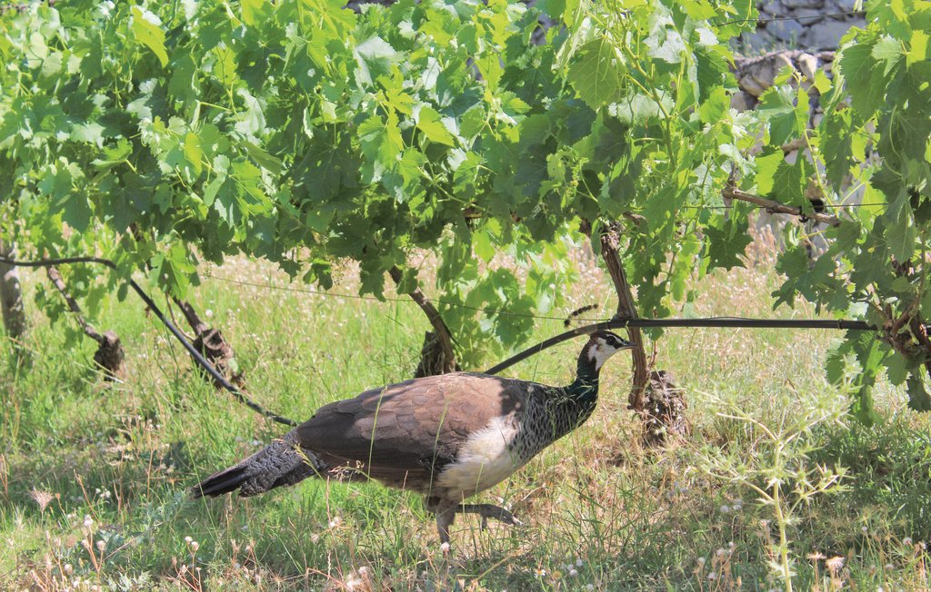 Feriehuse - Fuente-Álamo , Spanien - EXA001 10