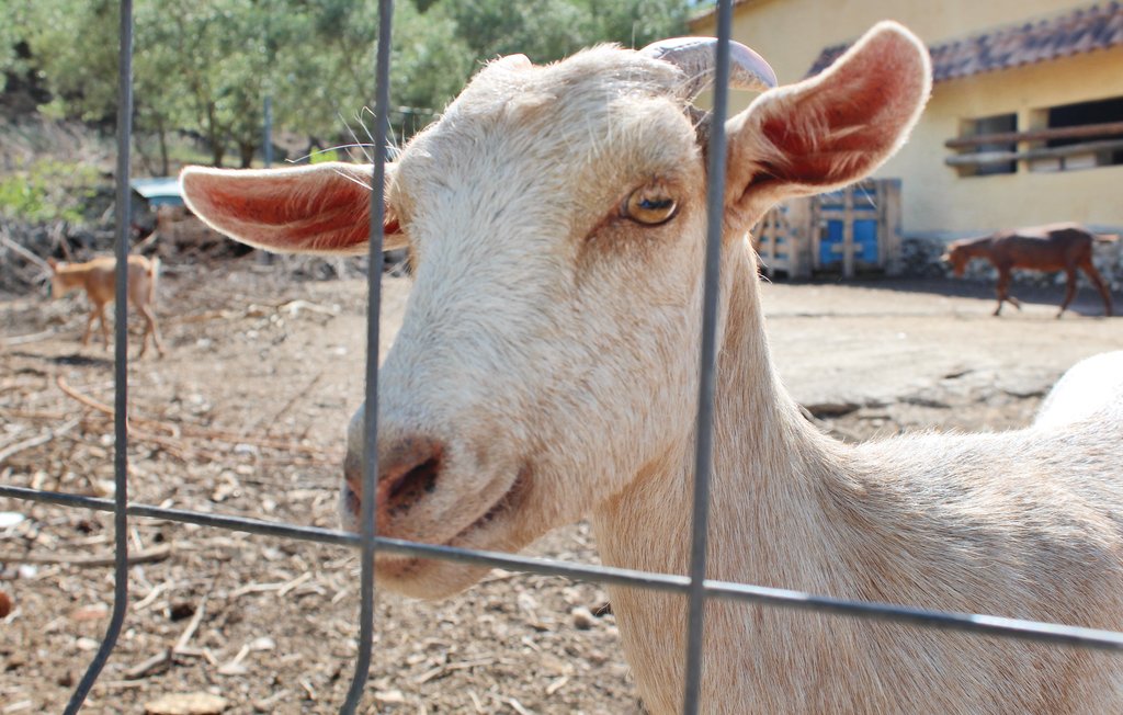 Feriehuse - Fuente-Álamo , Spanien - EXA001 3