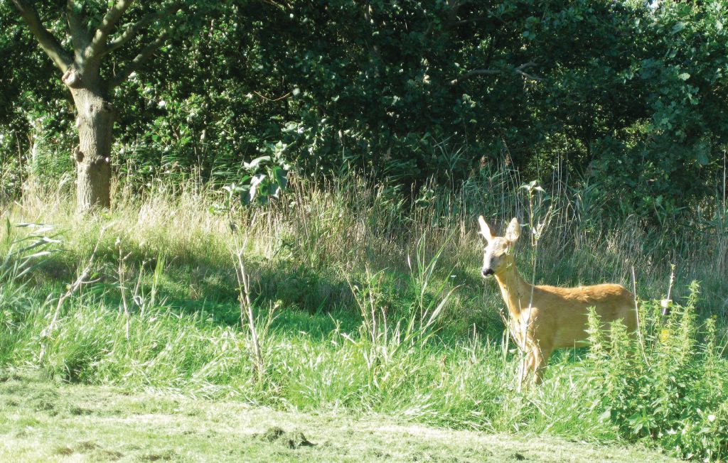 Ferienhaus - Kramnitze Strand , Dänemark - F0070 31