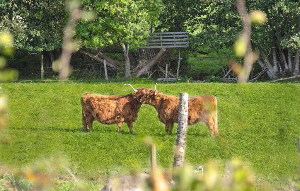 Feriehuse - Kelstrup Strand , Danmark - F07258 40