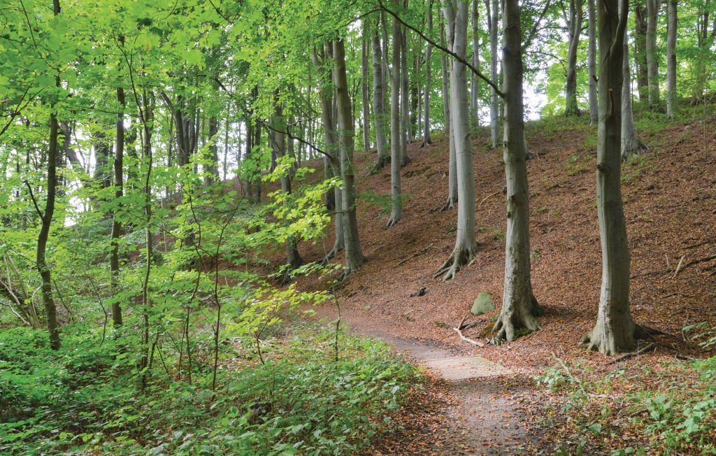 Ferienhaus - Rønshoved , Dänemark - F08522 15