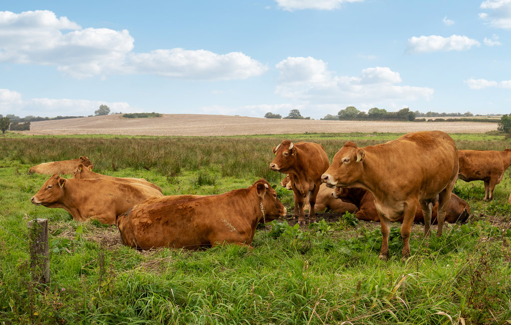 Ferienhaus - Vemmingbund Strand , Dänemark - F08310 15