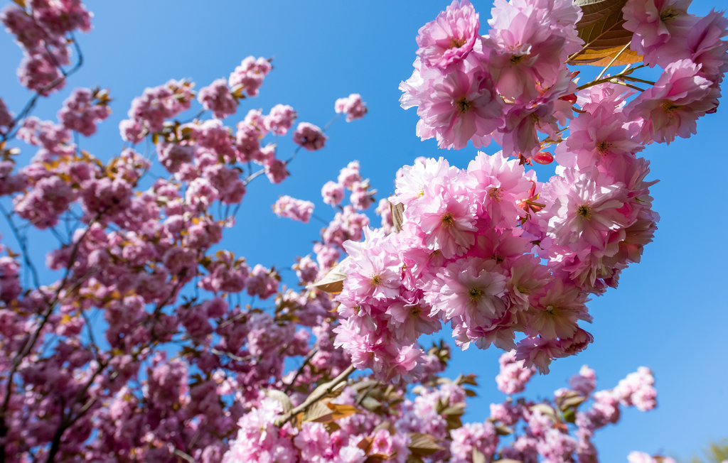 Feriehuse - Skovmose Strand , Danmark - F09474 16
