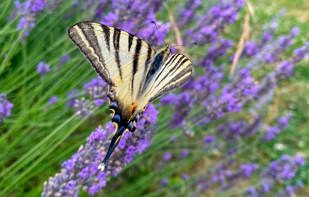 Location de vacances - Saint-Géraud-de-Corps , France - FAD507 16