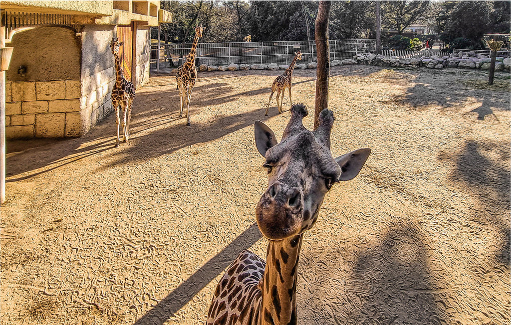 Ferienhaus - Mortagne sur Gironde , Frankreich - FCH288 27
