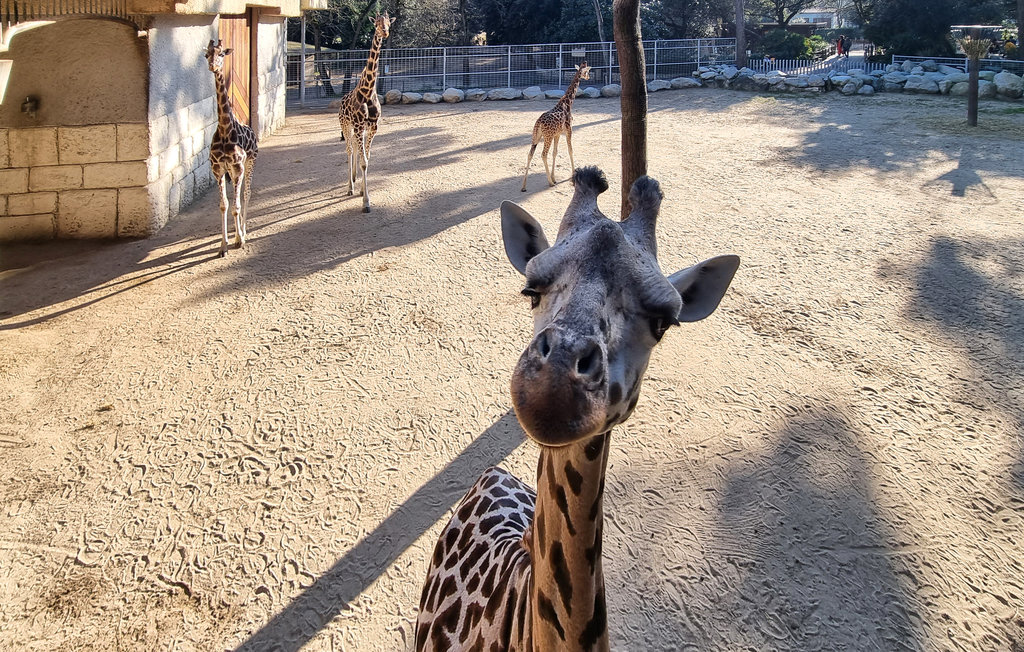 Appartement - Saint-Georges-de-Didonne , France - FCH331 32