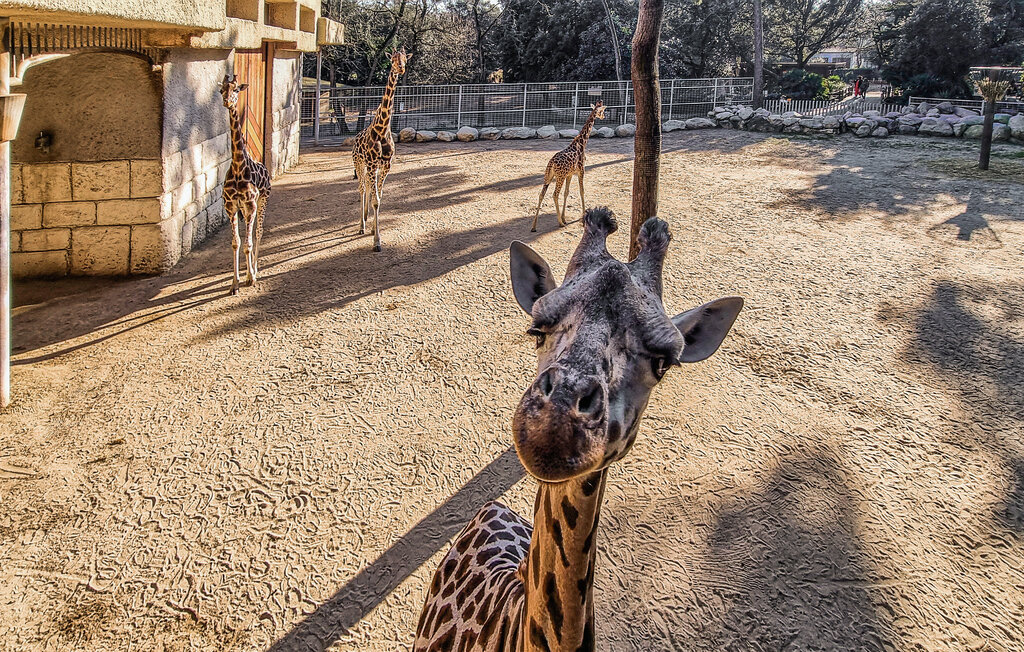 Semesterhus - Royan , Frankrike - FCH402 25